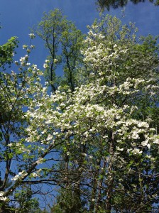 Dogwood 1