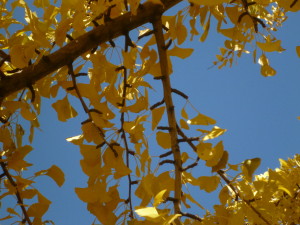 Gingko