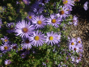 New England Aster