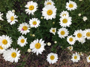 Ox-eyed Daisy