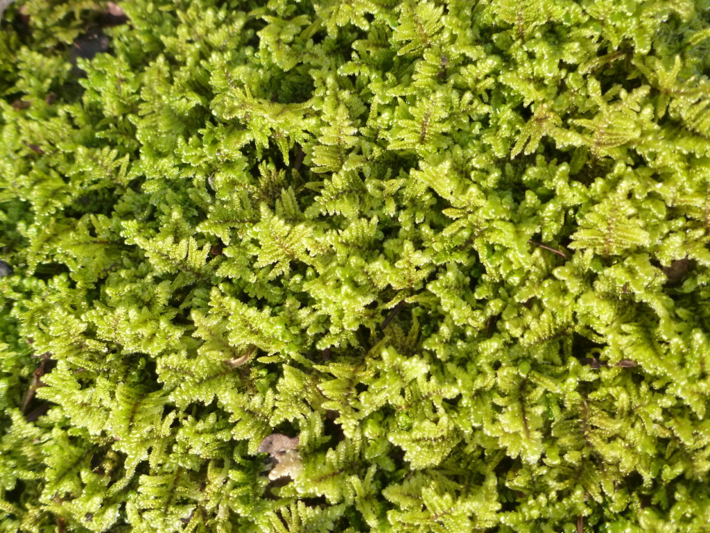 Plume Moss New England Wildlife Center