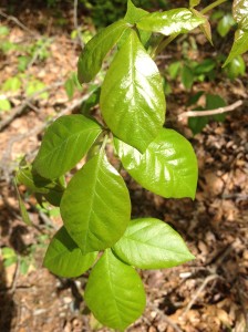 Poison Ivy