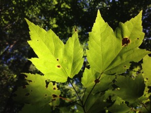 Red Maple