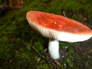Russula