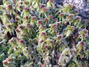 Sphagnum
