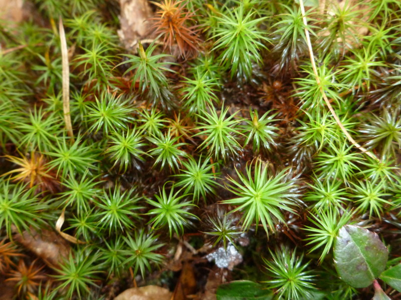 Star Moss New England Wildlife Center