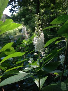 Sweet Pepperbush