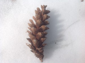 White Pine 2