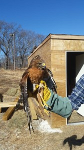 Red-Shouldered Hawk