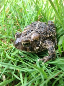 American Toad