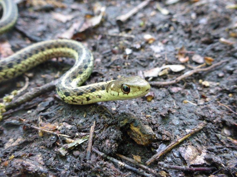 Garter Snake New England Wildlife Center