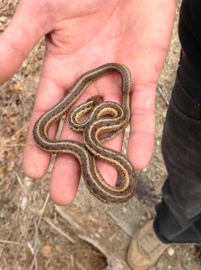 Garter Snake 2