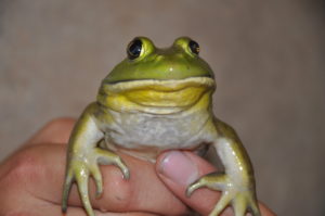 Green Frog