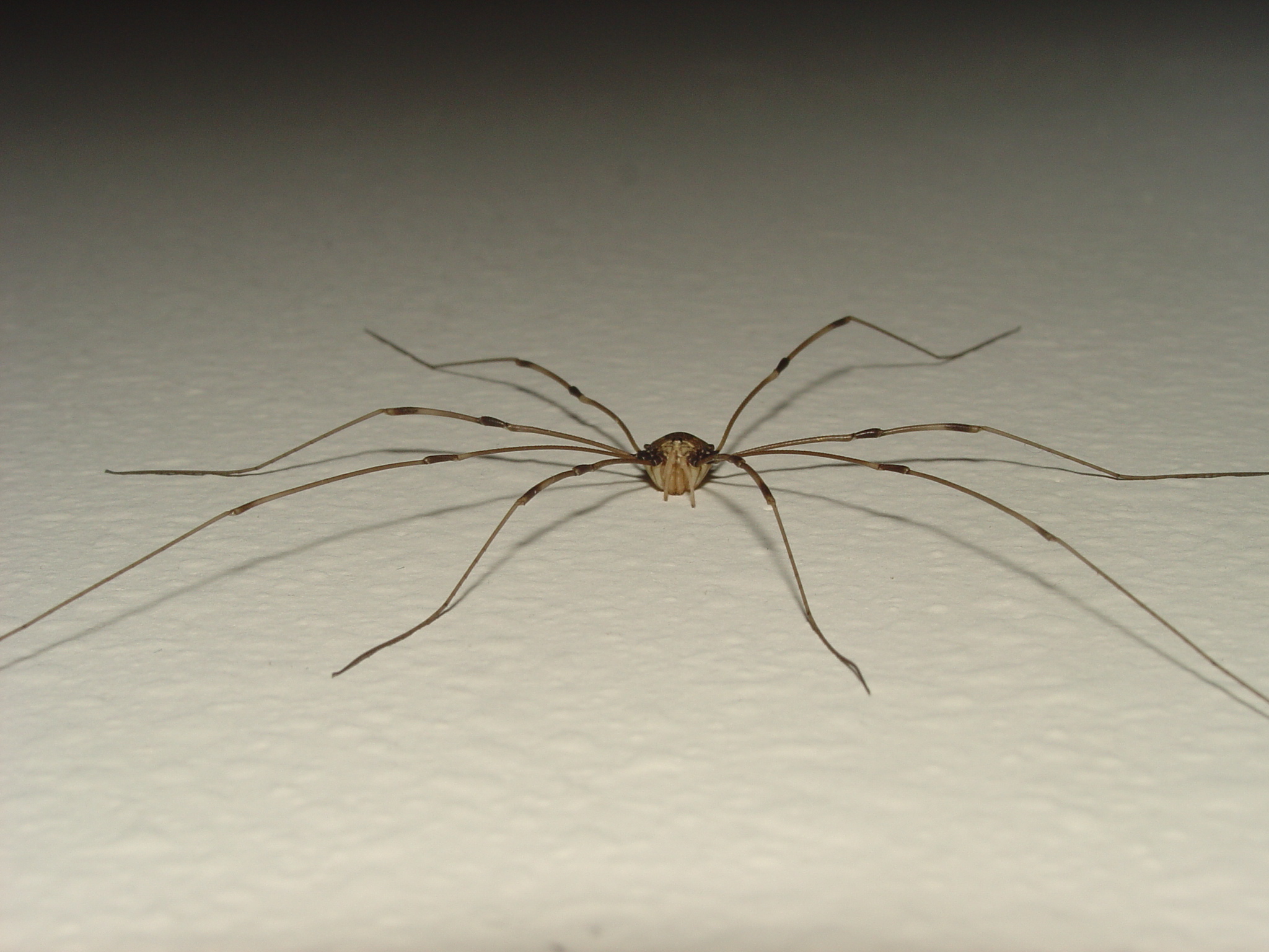 Opiliones - Harvestmen 