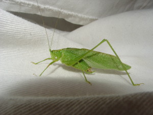 Katydid