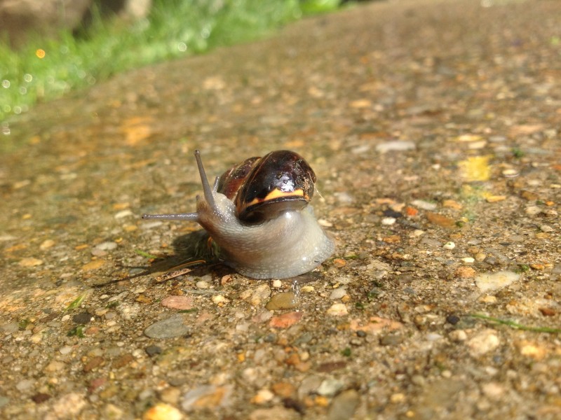 Land Snail New England Wildlife Center