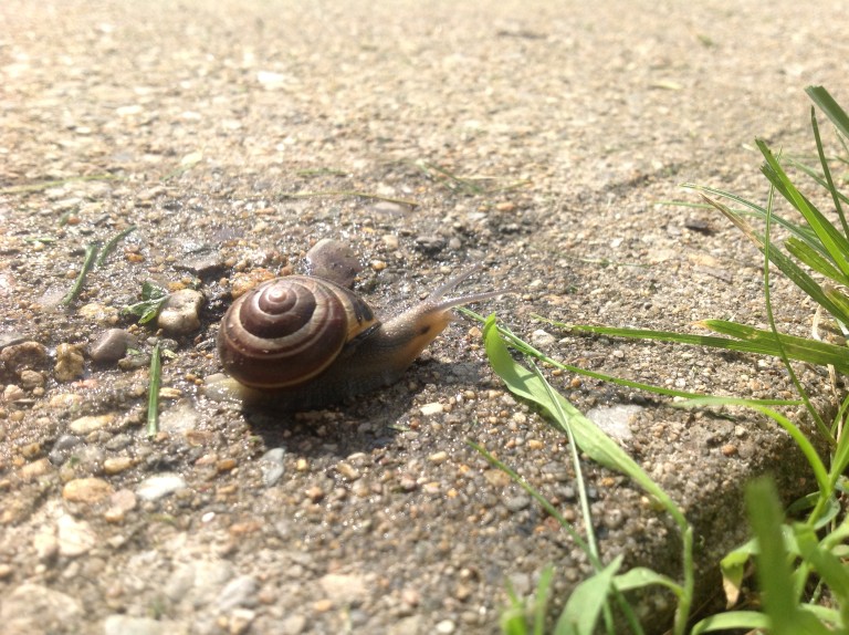 Land Snail New England Wildlife Center