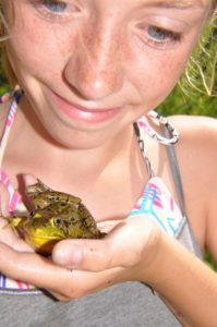 Pickerel Frog