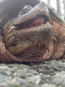 Snapping Turtle 2