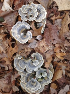 Turkey Tail