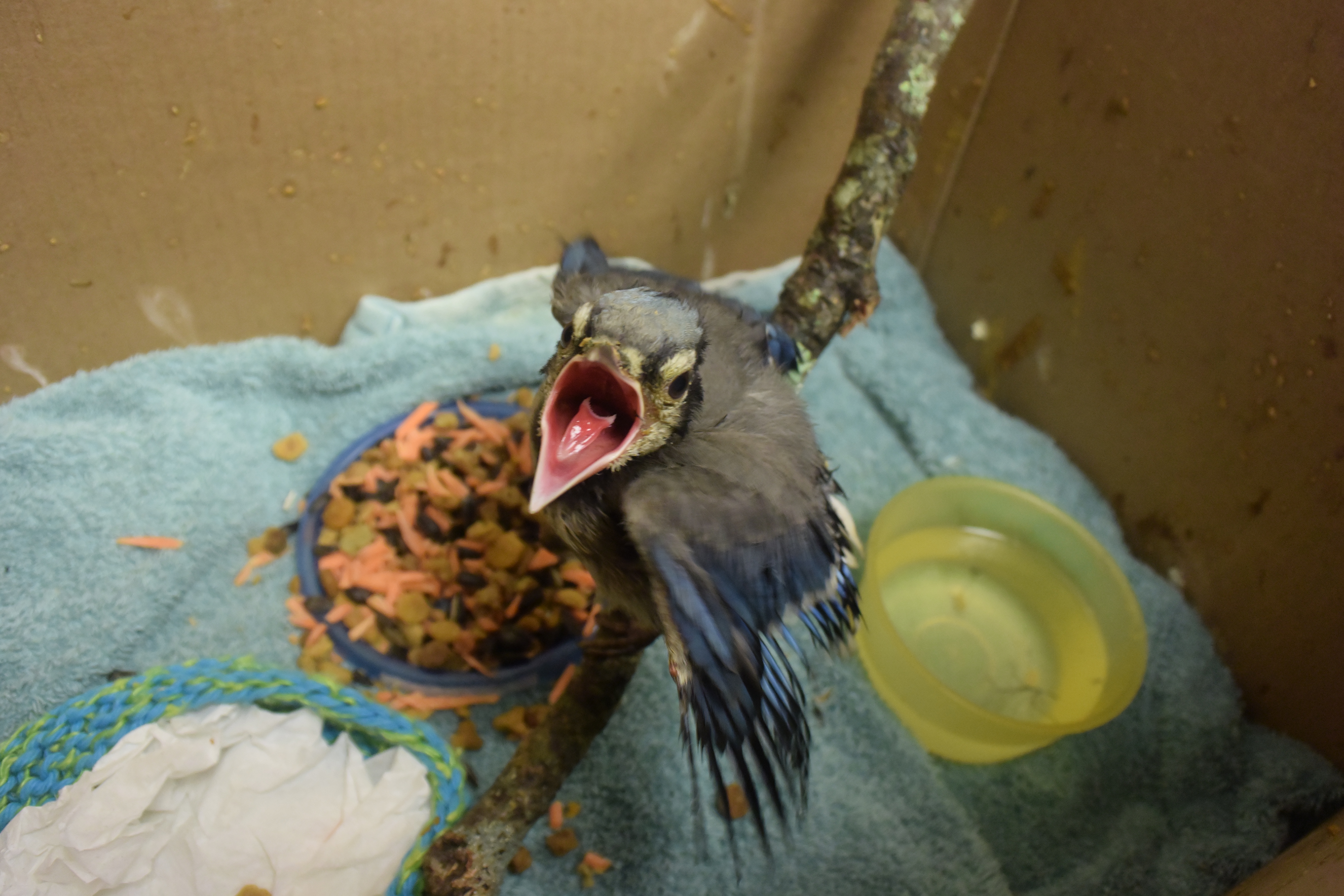 Blue Jay baby recovering in Hospital from Neck Wound