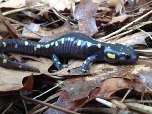 Spotted Salamder