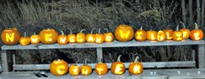 newcpumpkins