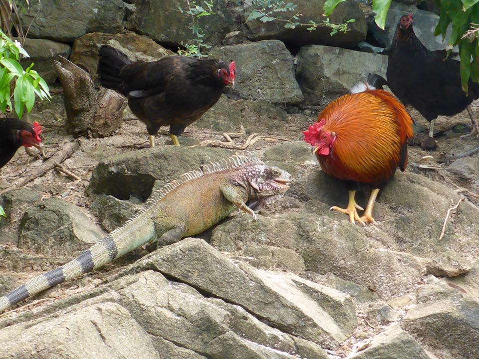 Look at this Green Iguana and Rooster Stare Each other Down Over a Sandwich!