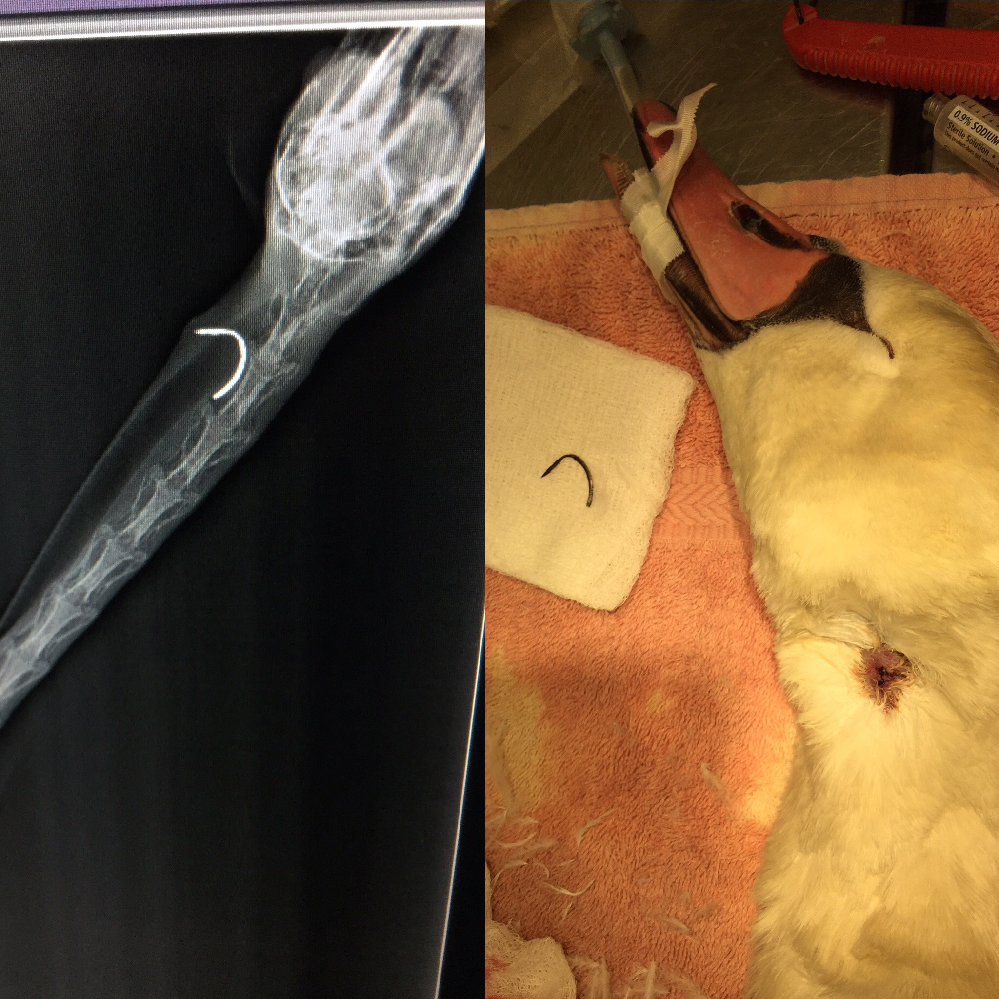 Swan has Hook Removed from Neck During Surgery
