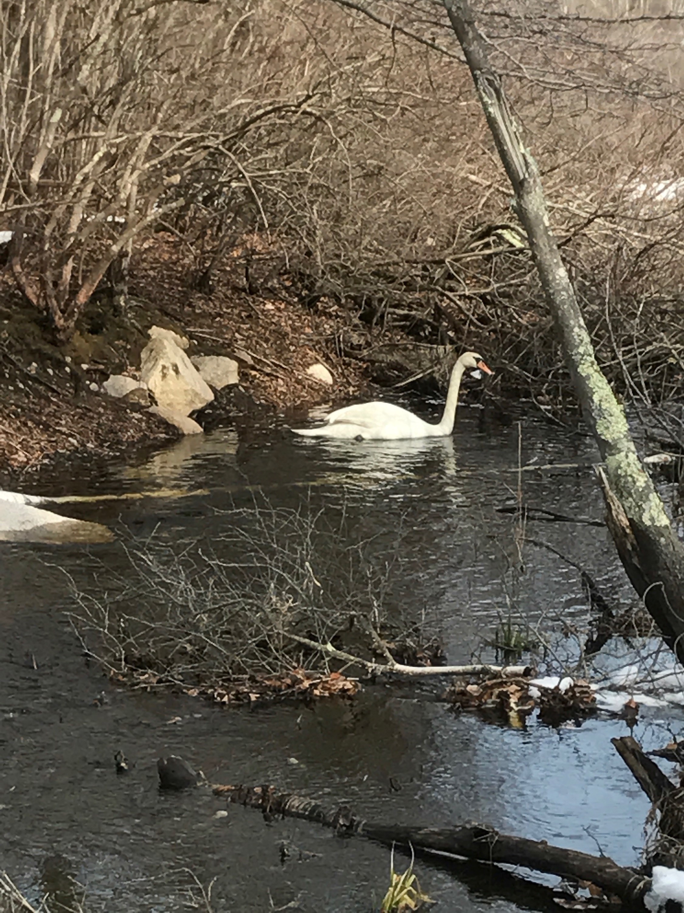 Mute Swan Successfully Released Back into the Wild