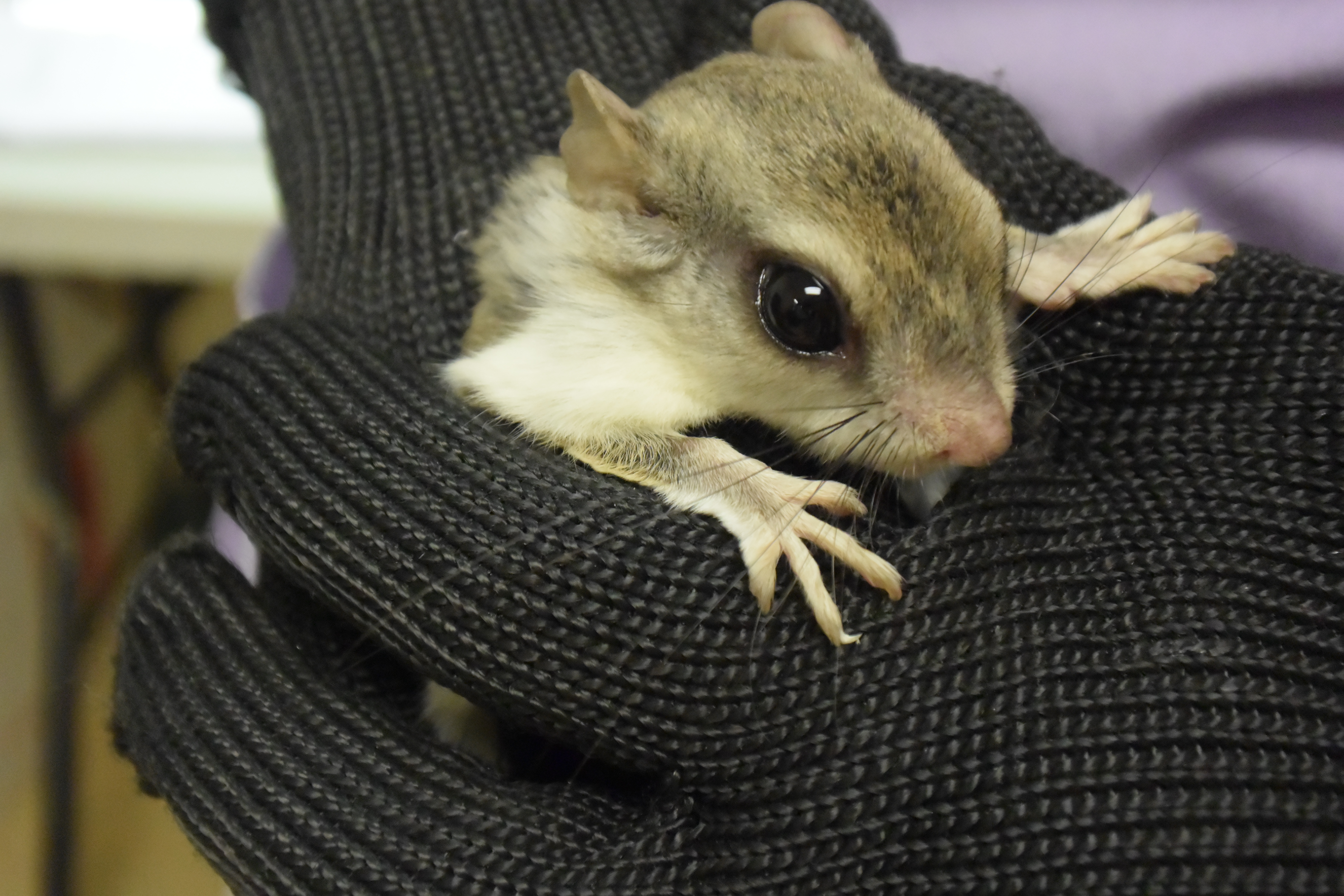 Northern Flying Squirrel Once Caught in a Glue Trap Now Ready for Release