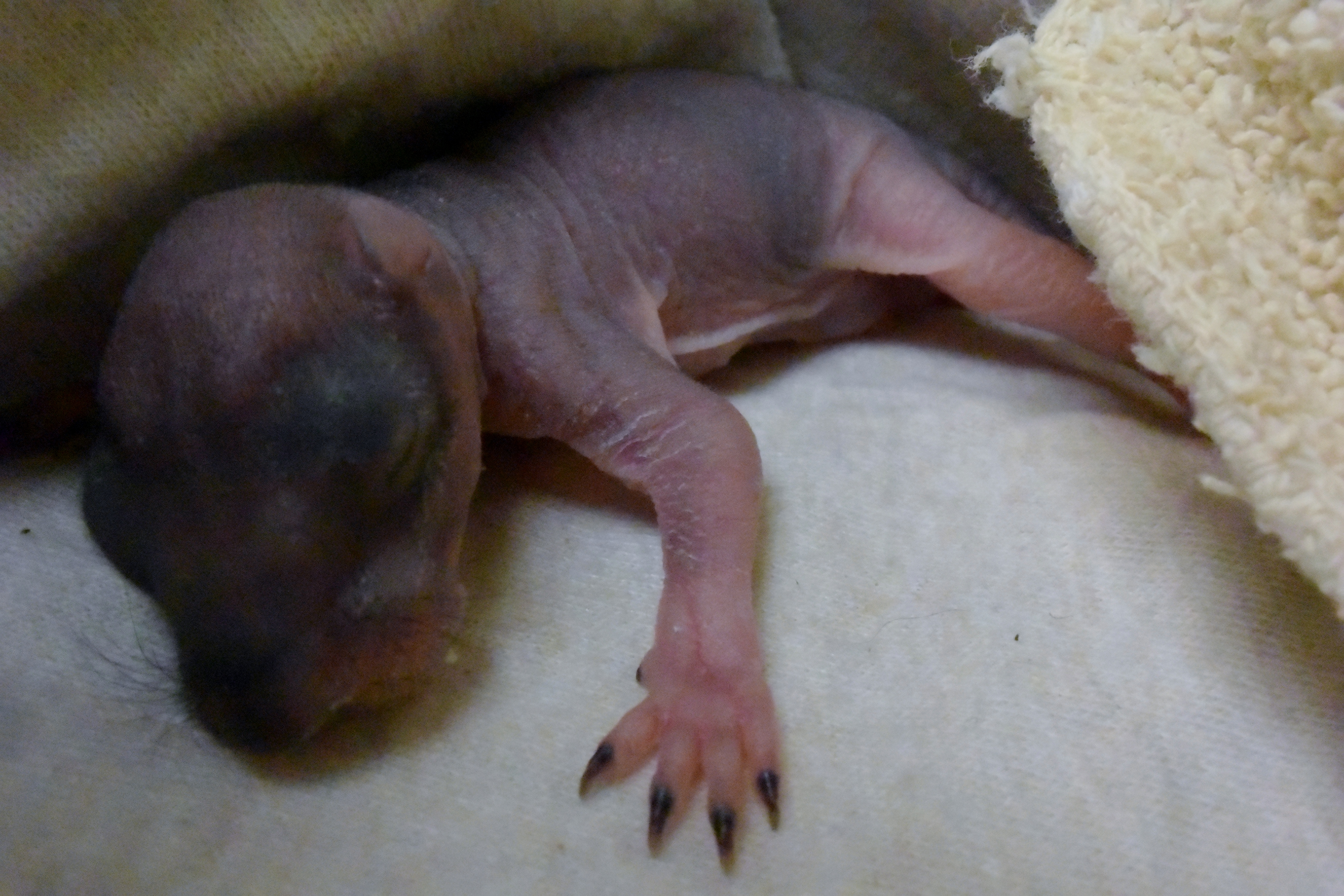 First Baby Grey Squirrel of Season Admitted to Hospital!!!