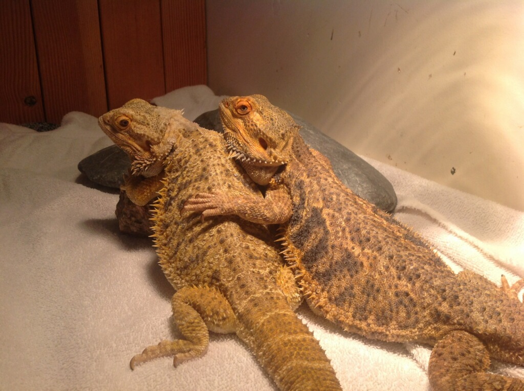 Bearded Dragon - Wildlife Images Rehabilitation and Education Center