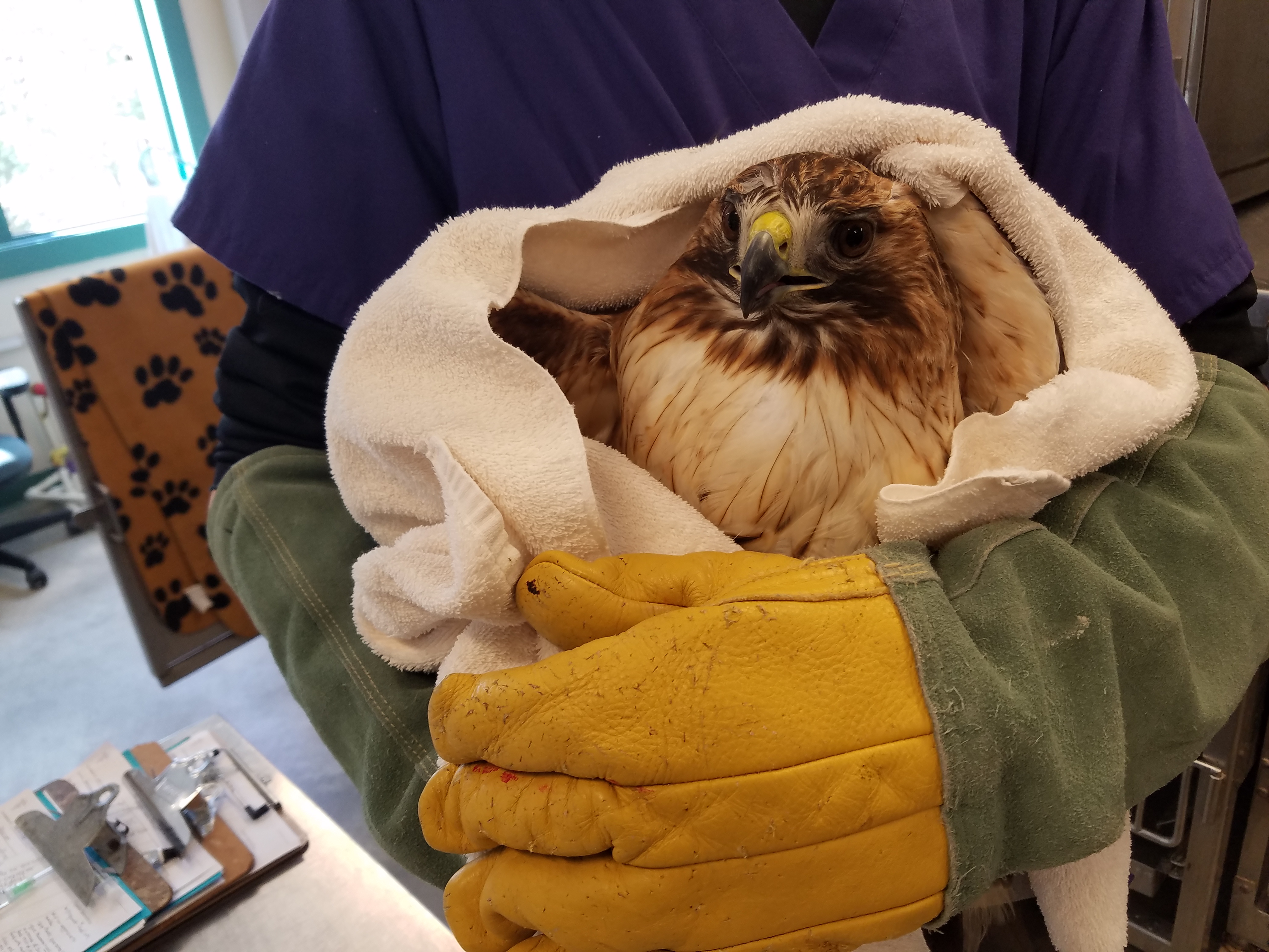 Red Tail with Rodenticide Recovers in Hospital!