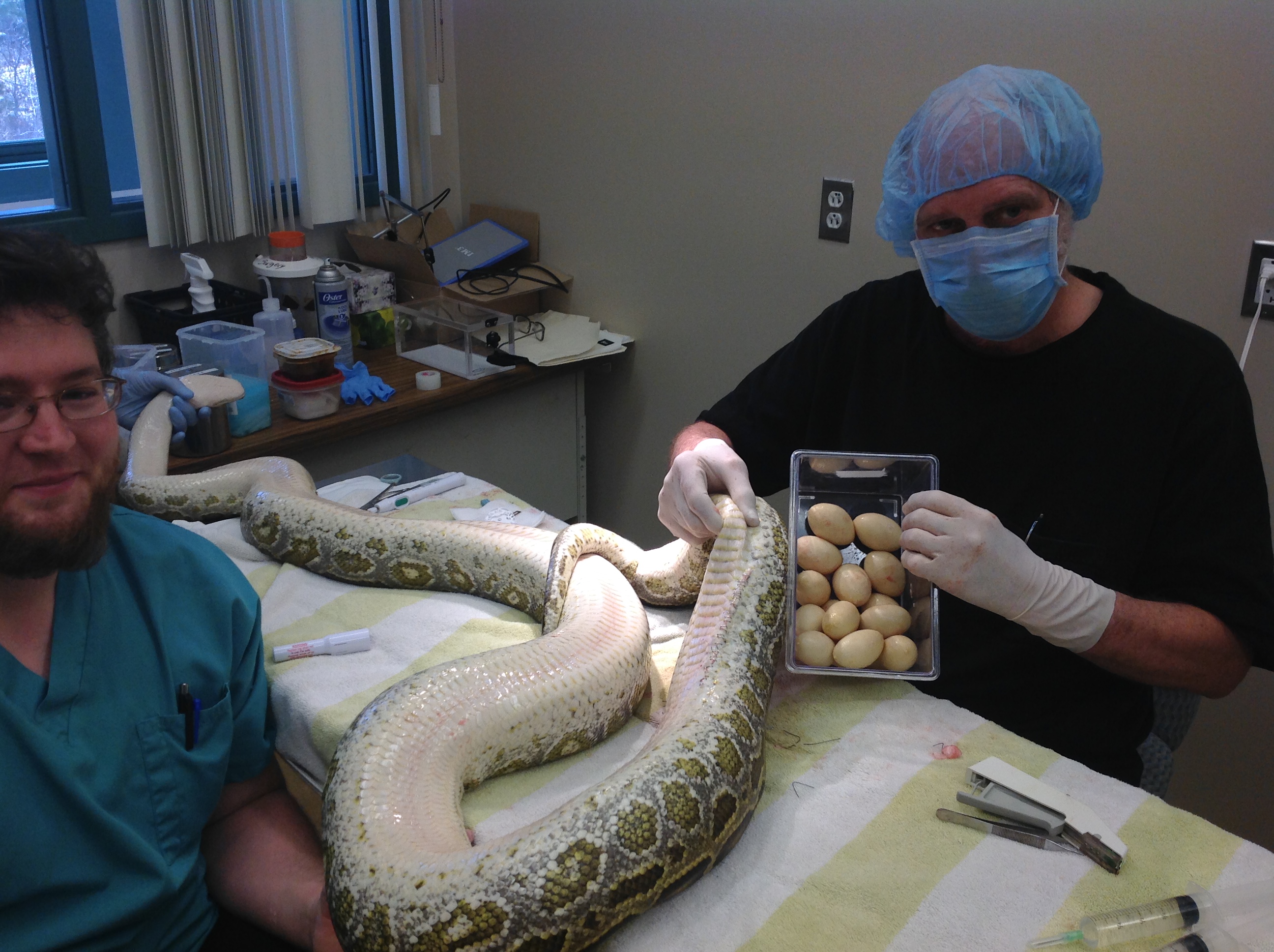 12-foot Burmese Python Recovers after 14 Eggs Removed from Reproductive Tract