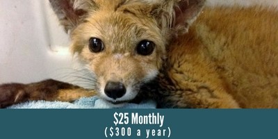 monthly-donor-fox