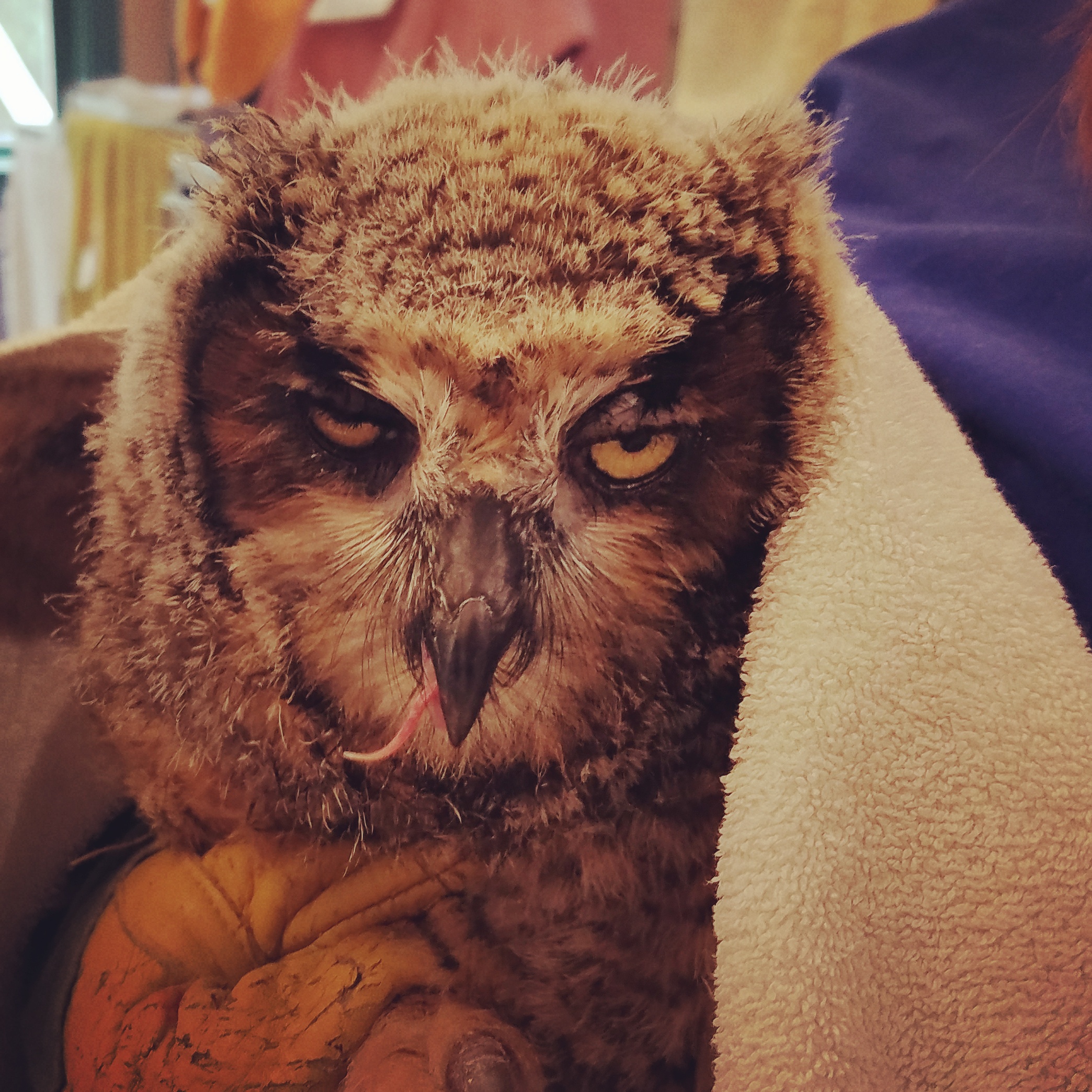 Great Horned Owlet Admitted to Hospital