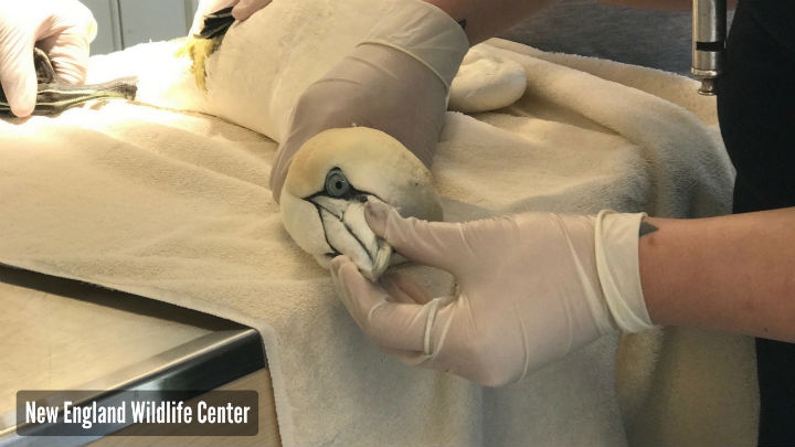 NEWC Veterinarians On the Scene of Northern Gannet Die-Off