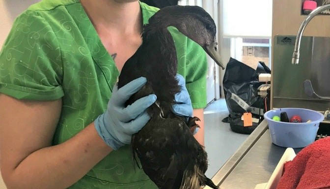 Caring For Wildlife After An Oil Spill: Your Questions Answered