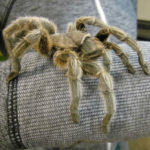 tarantula-veterinarian