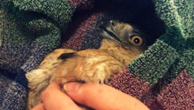 https://www.newildlife.org/wp-content/uploads/2018/04/WEB-coopers-hawk-compressed.jpg