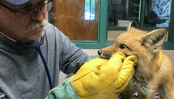Red Fox Kits Discovered In Well In Hingham