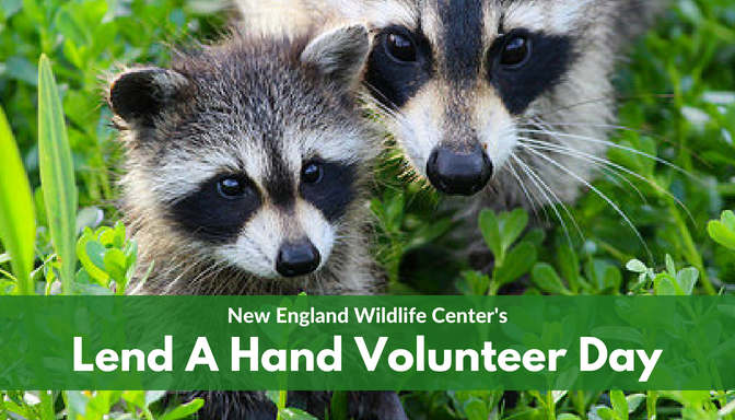 VOLUNTEERS NEEDED: Lend A Hand Volunteer Day at NEWC!