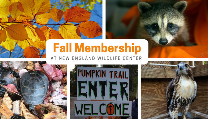 New Fall Memberships Available at New England Wildlife Center!